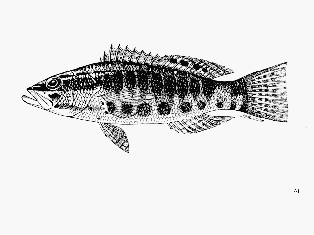 Serranus psittacinus Valenciennes, 1846